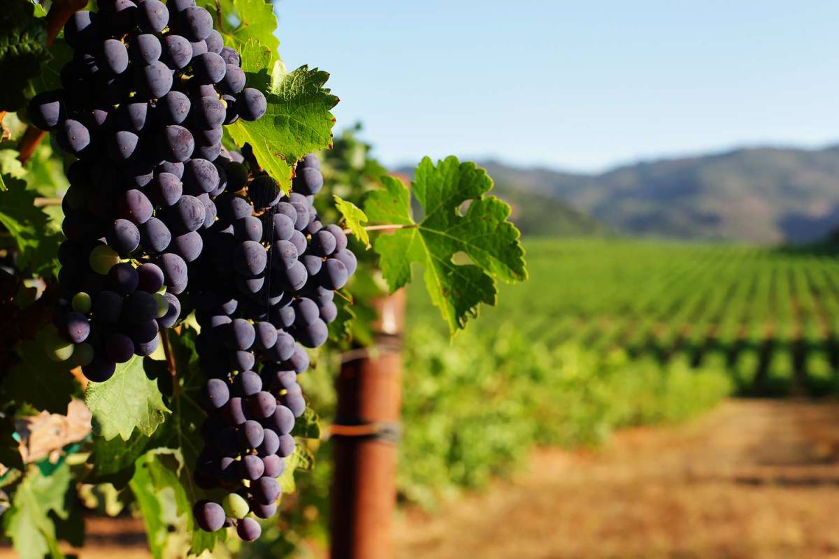 Die Weinrouten von Heraklion