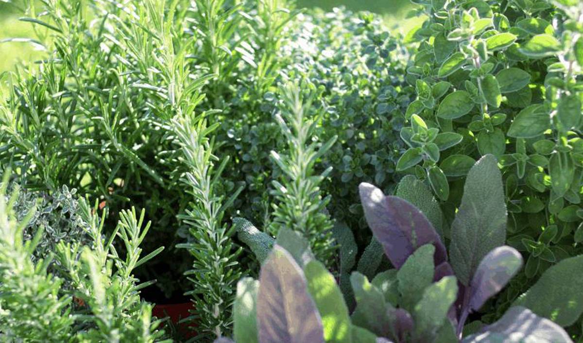 Medicinal Herbs Of Crete