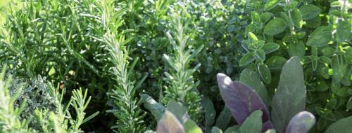 Herbes médicinales de Crète